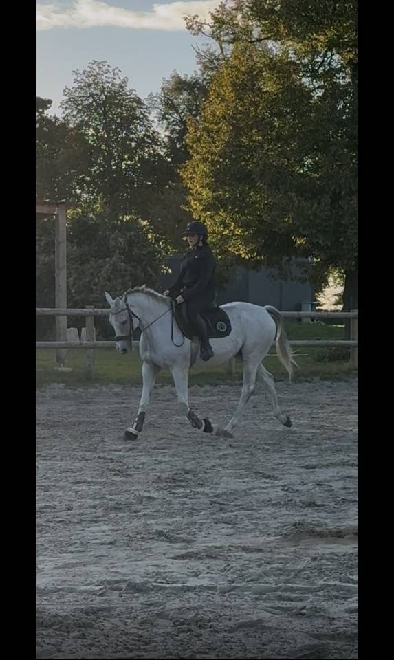 Hongre gris - 14 ans 