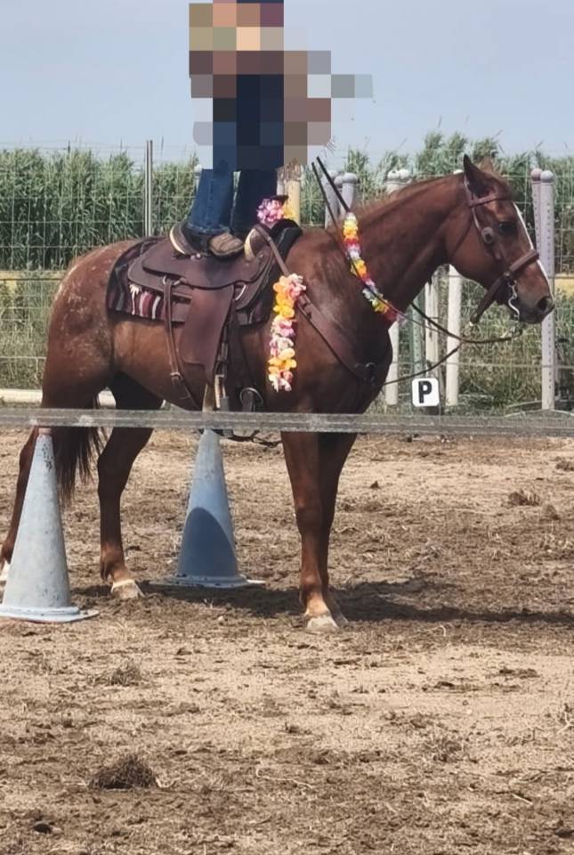Hongre appaloosa 