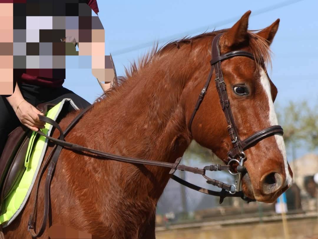 Hongre appaloosa 