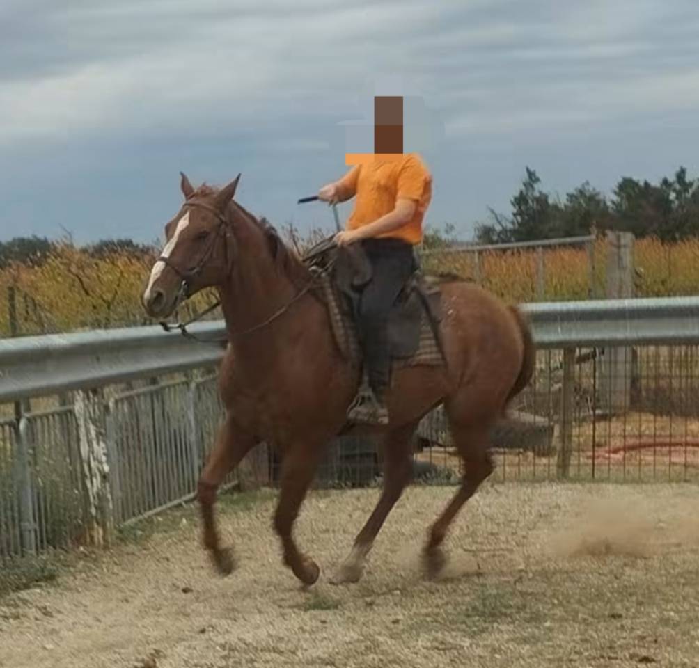 Hongre appaloosa 