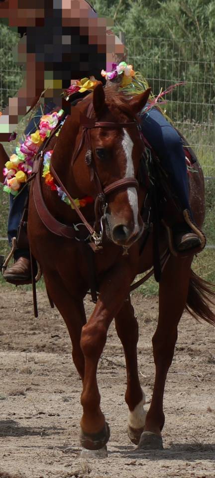 Hongre appaloosa 