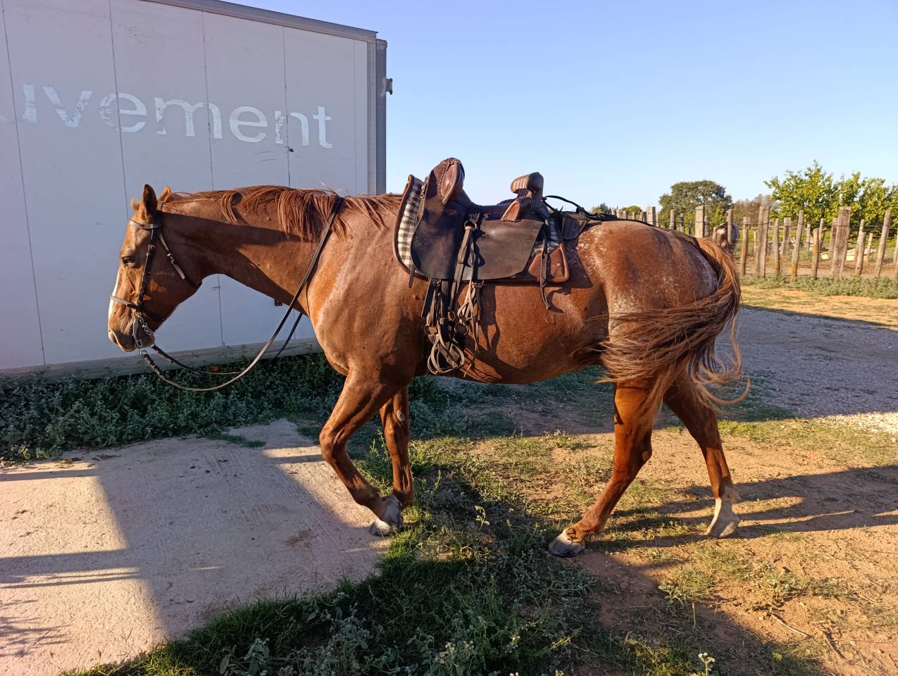 Hongre appaloosa 