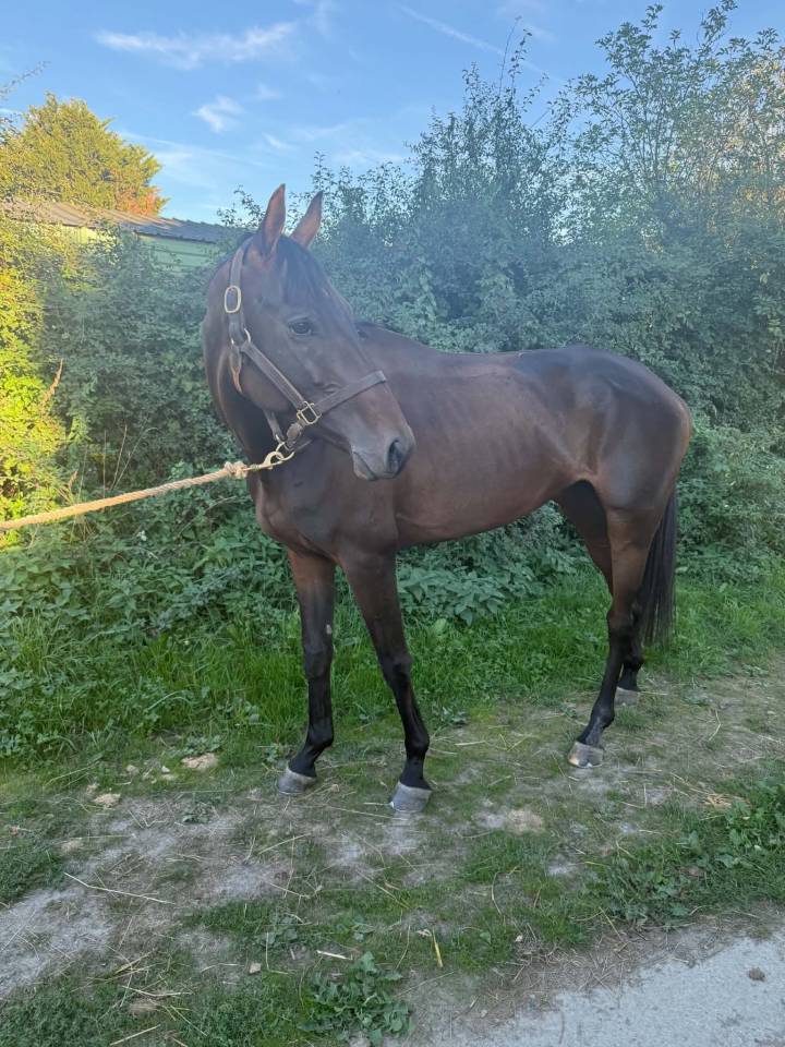 Pouliche aqps obstacles 4 ans