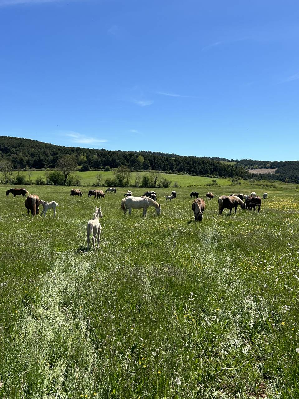 Troupeaux de jument poulini&egrave;re 
