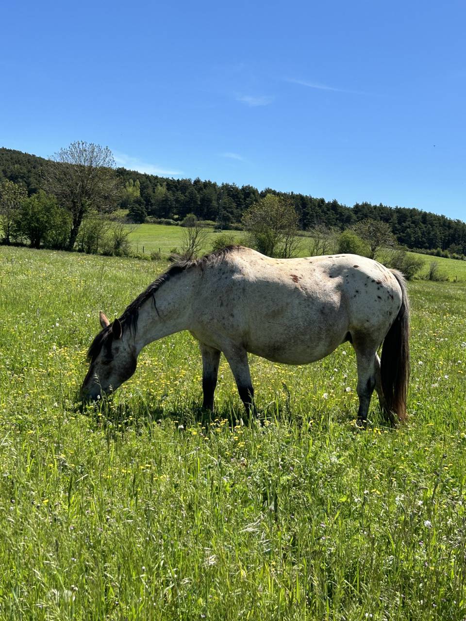 Troupeaux de jument poulini&egrave;re 