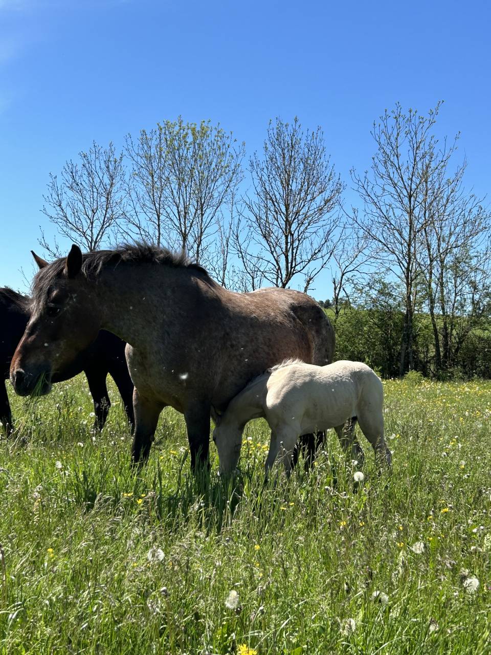 Troupeaux de jument poulini&egrave;re 