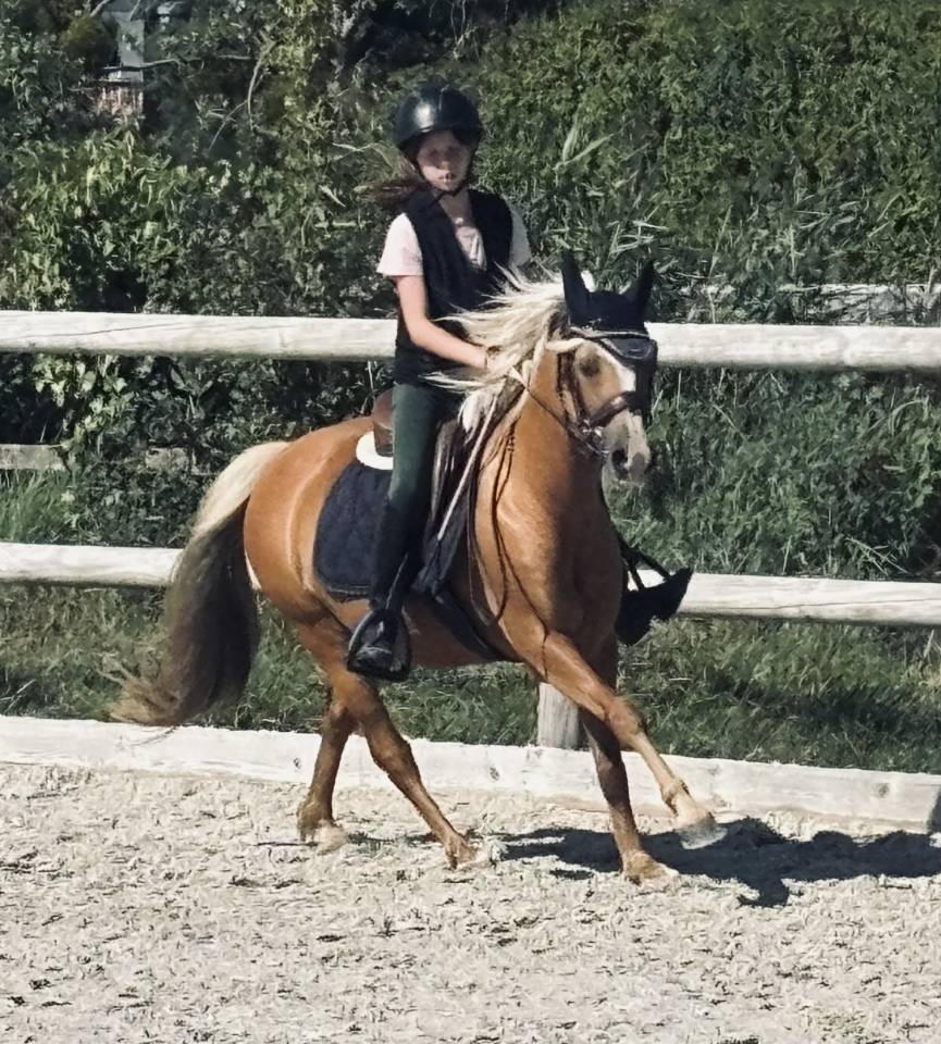 Poney welsh b
