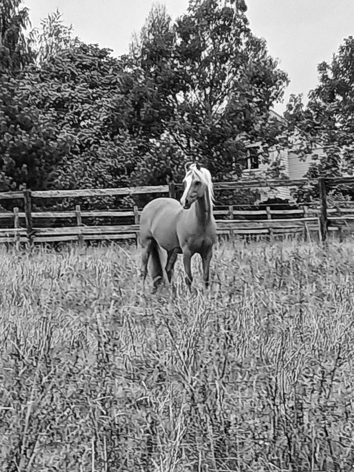 Poney welsh b