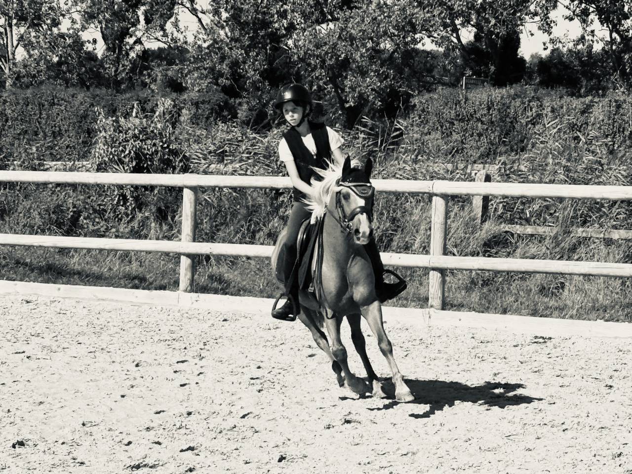 Poney welsh b