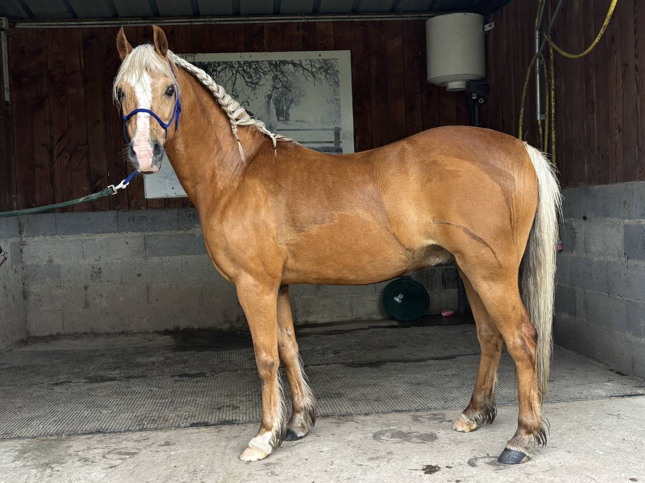 Poney welsh b
