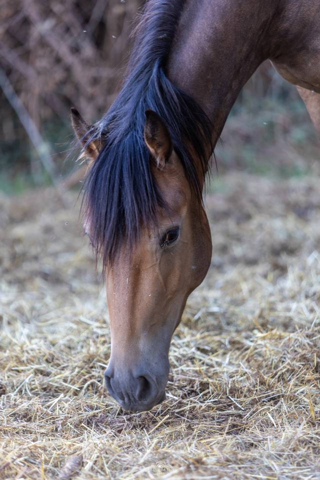 Poney Fran&ccedil;ais de Selle (2025) &ndash; Tr&egrave;s manipul&eacute;e