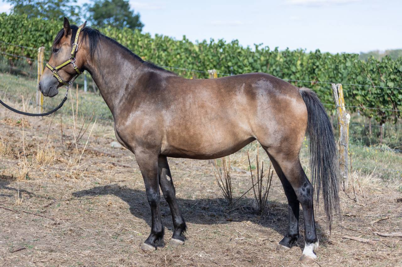 Poney Fran&ccedil;ais de Selle (2025) &ndash; Tr&egrave;s manipul&eacute;e