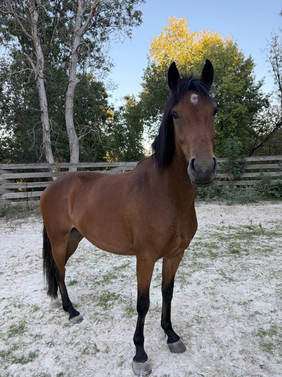 Poney de sport 