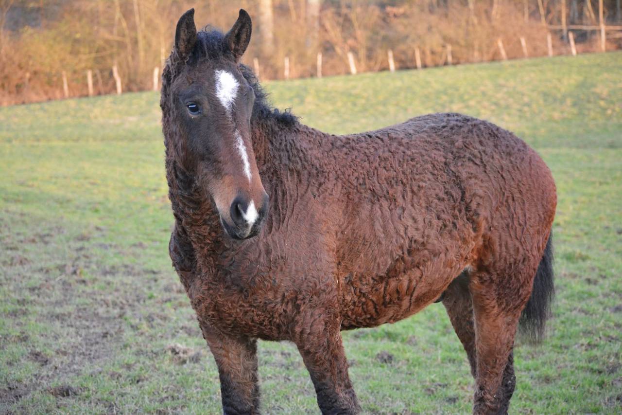 Cheval Curly 
