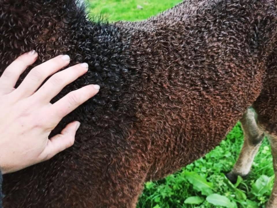 Cheval Curly 