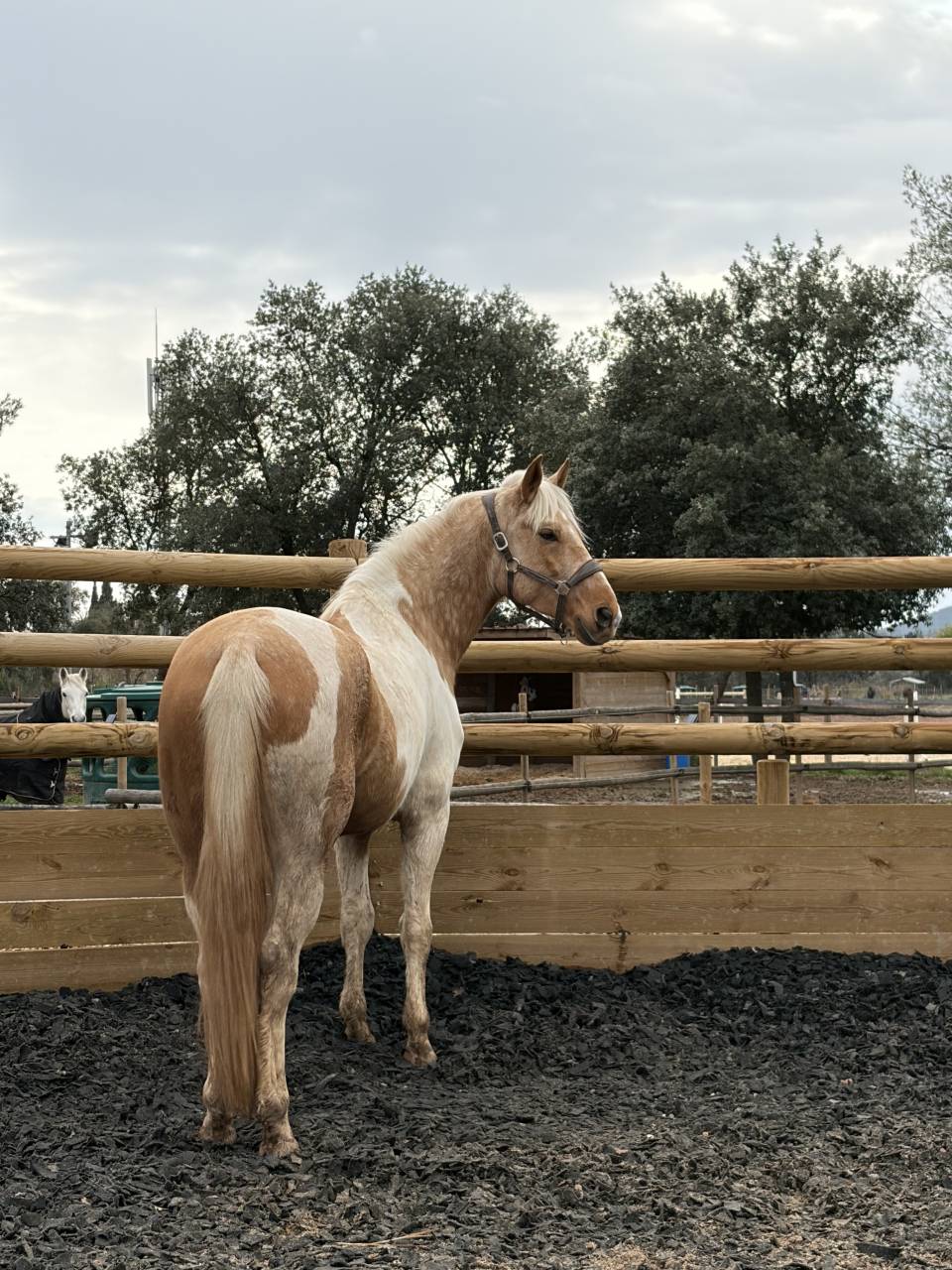 Pio 7 ans 1,65m ONC