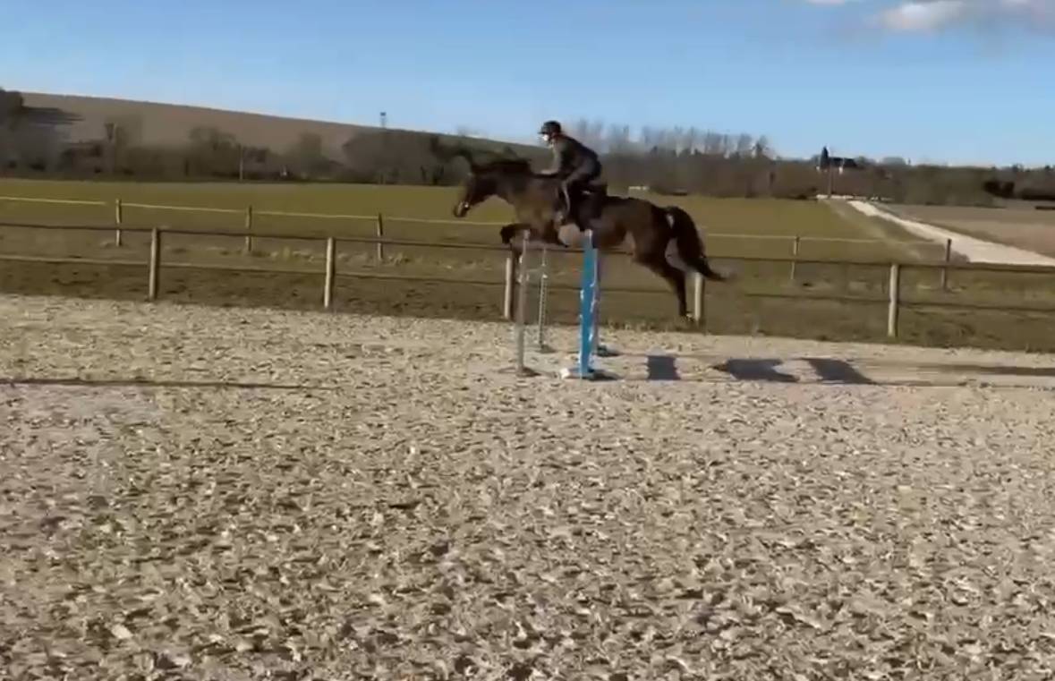 Jument Selle Fran&ccedil;ais 12 ans 