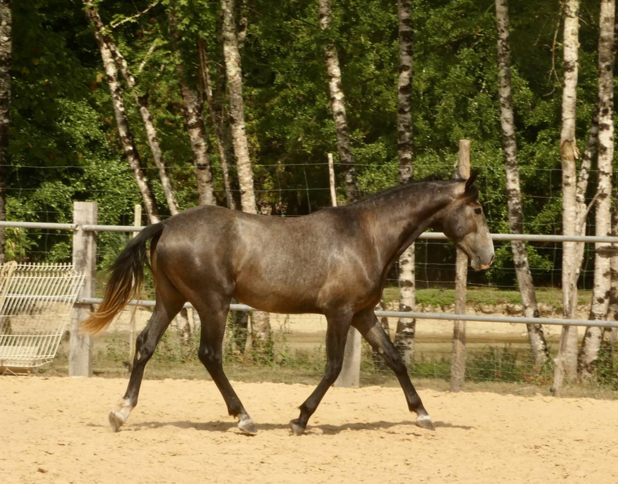 Cheval de sport et loisirs 