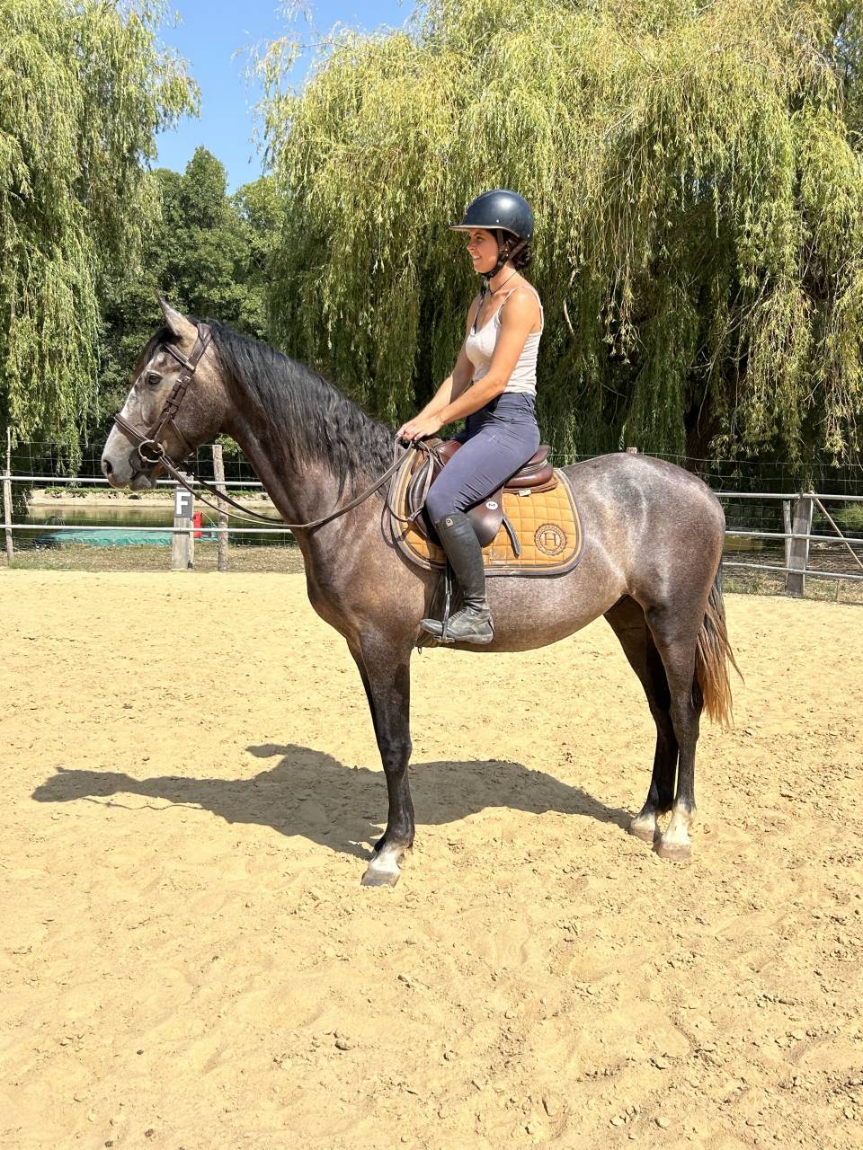Cheval de sport et loisirs 