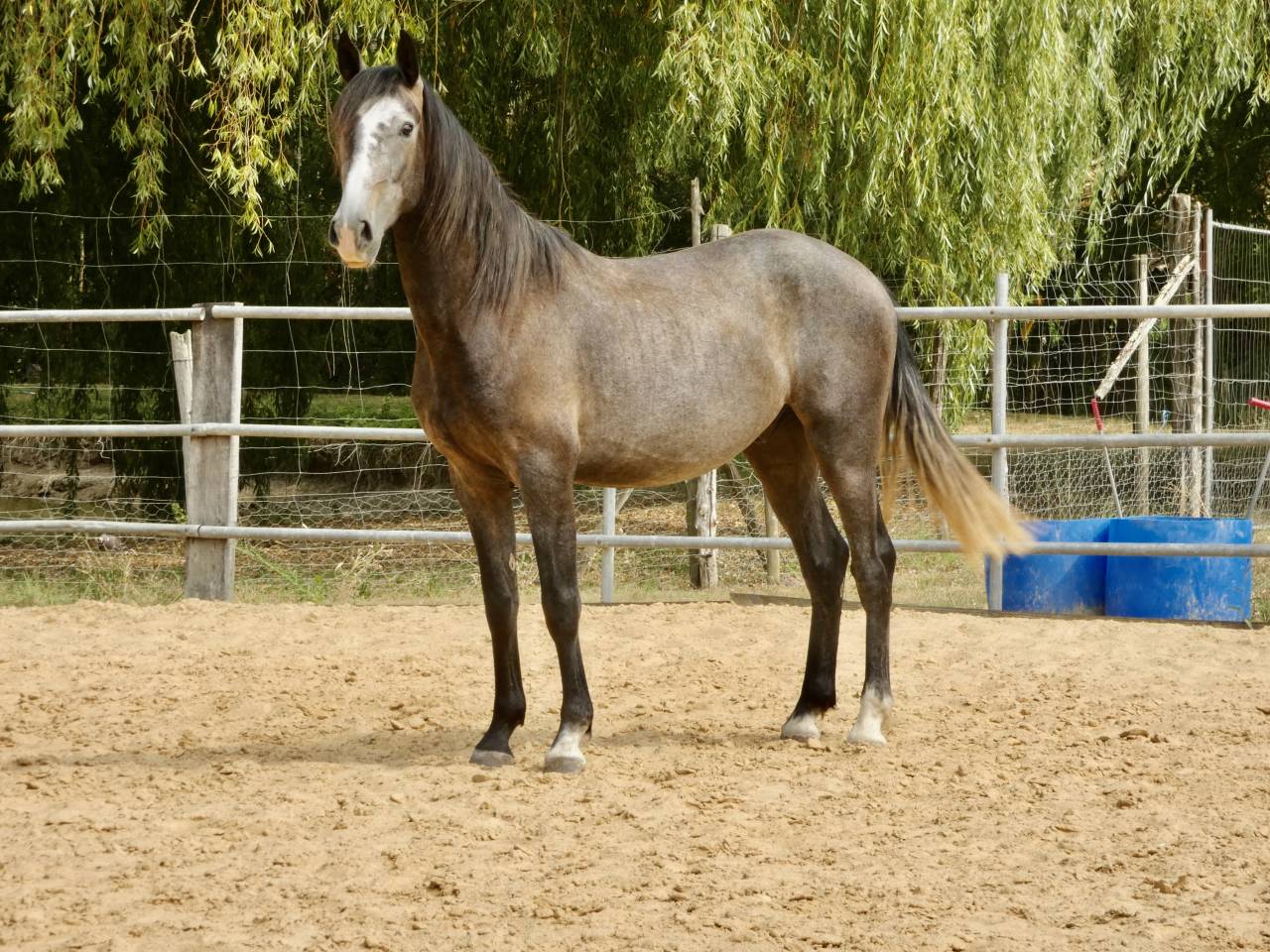 Cheval de sport et loisirs 