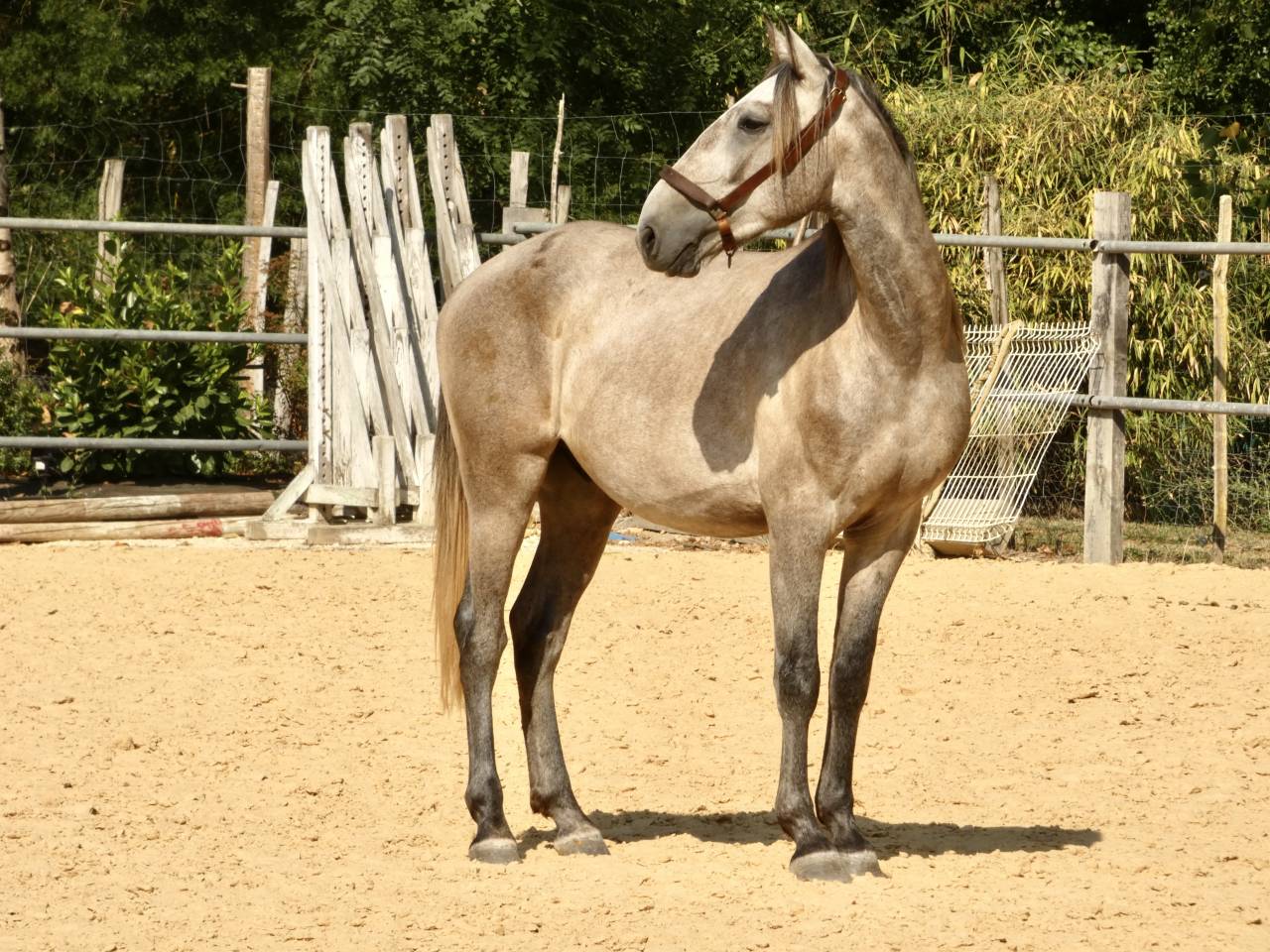 Cheval de sport et loisirs 