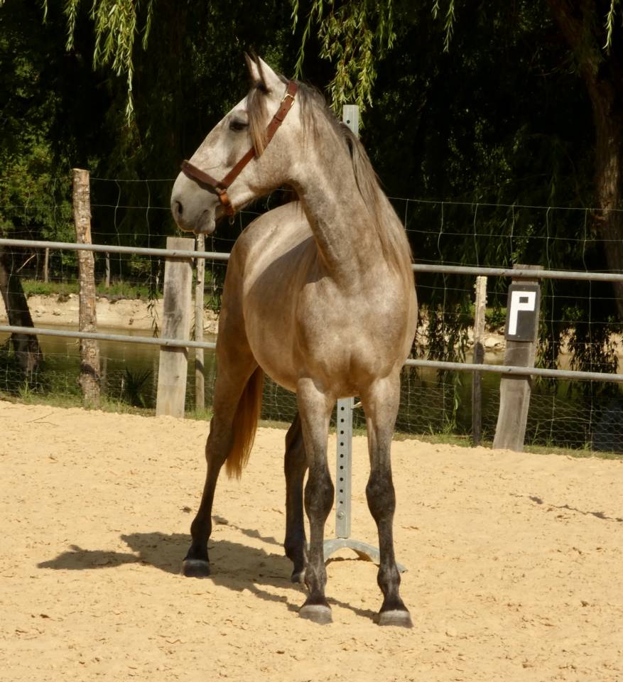Cheval de sport et loisirs 