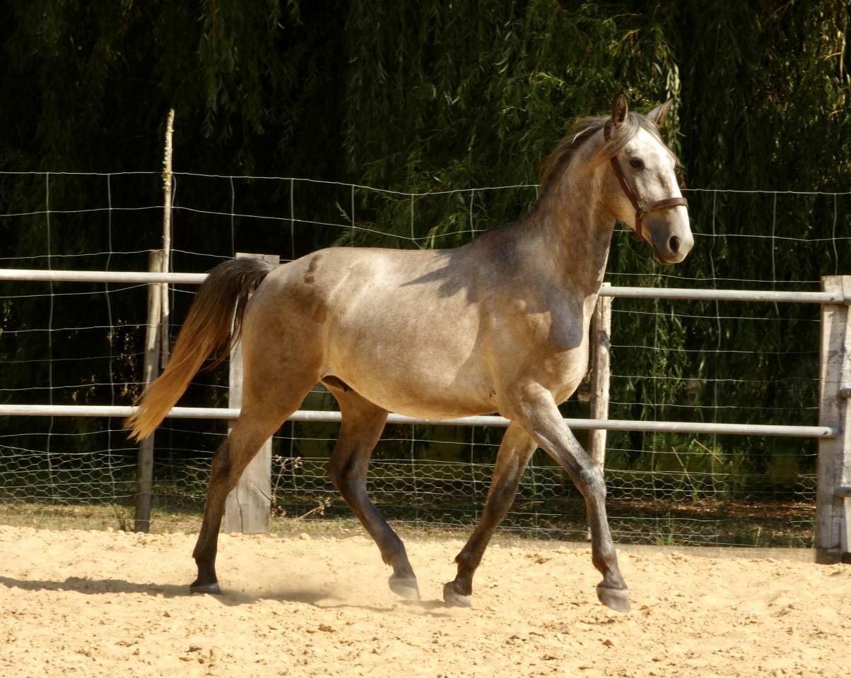 Cheval de sport et loisirs 