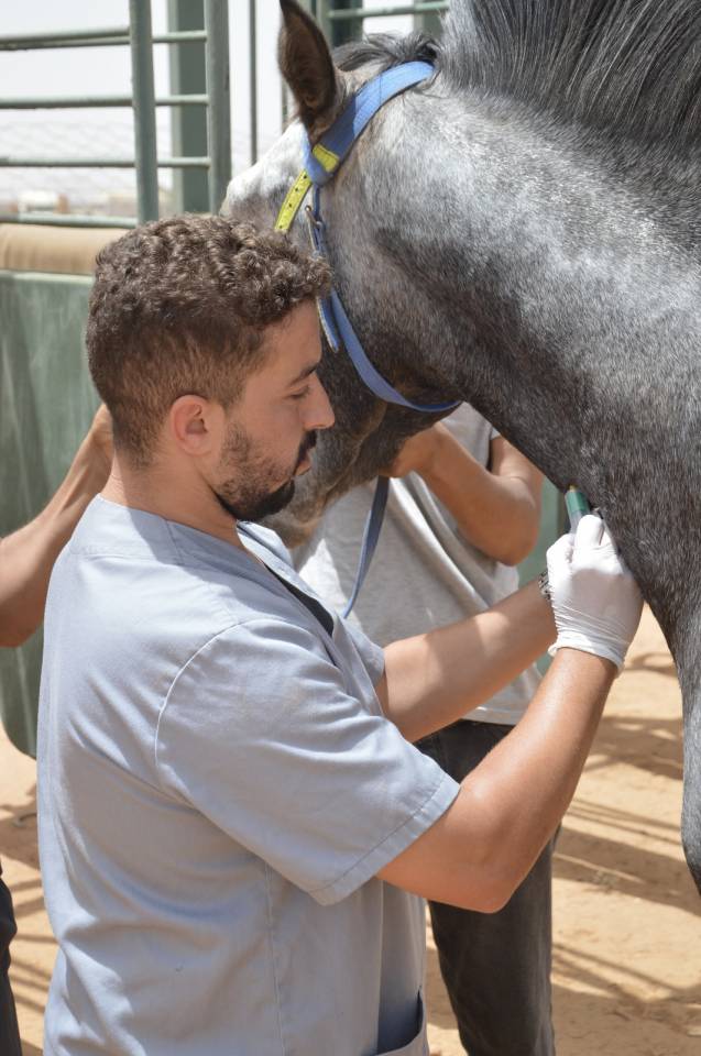 Soigneur de chevaux / Palefrenier