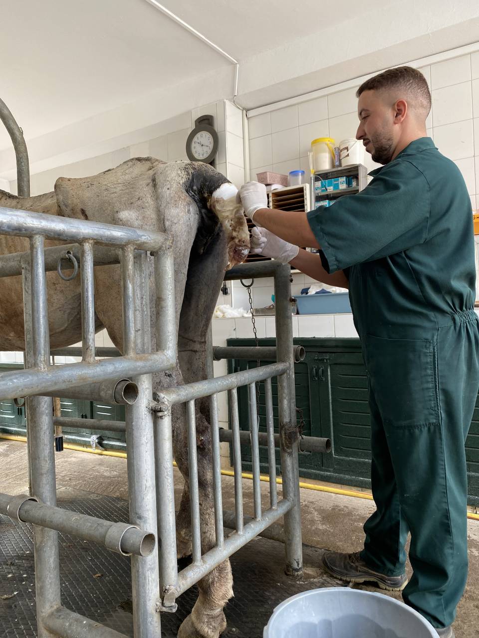Soigneur de chevaux / Palefrenier