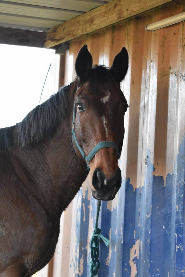 Cheval Hongre maitre d'&eacute;cole