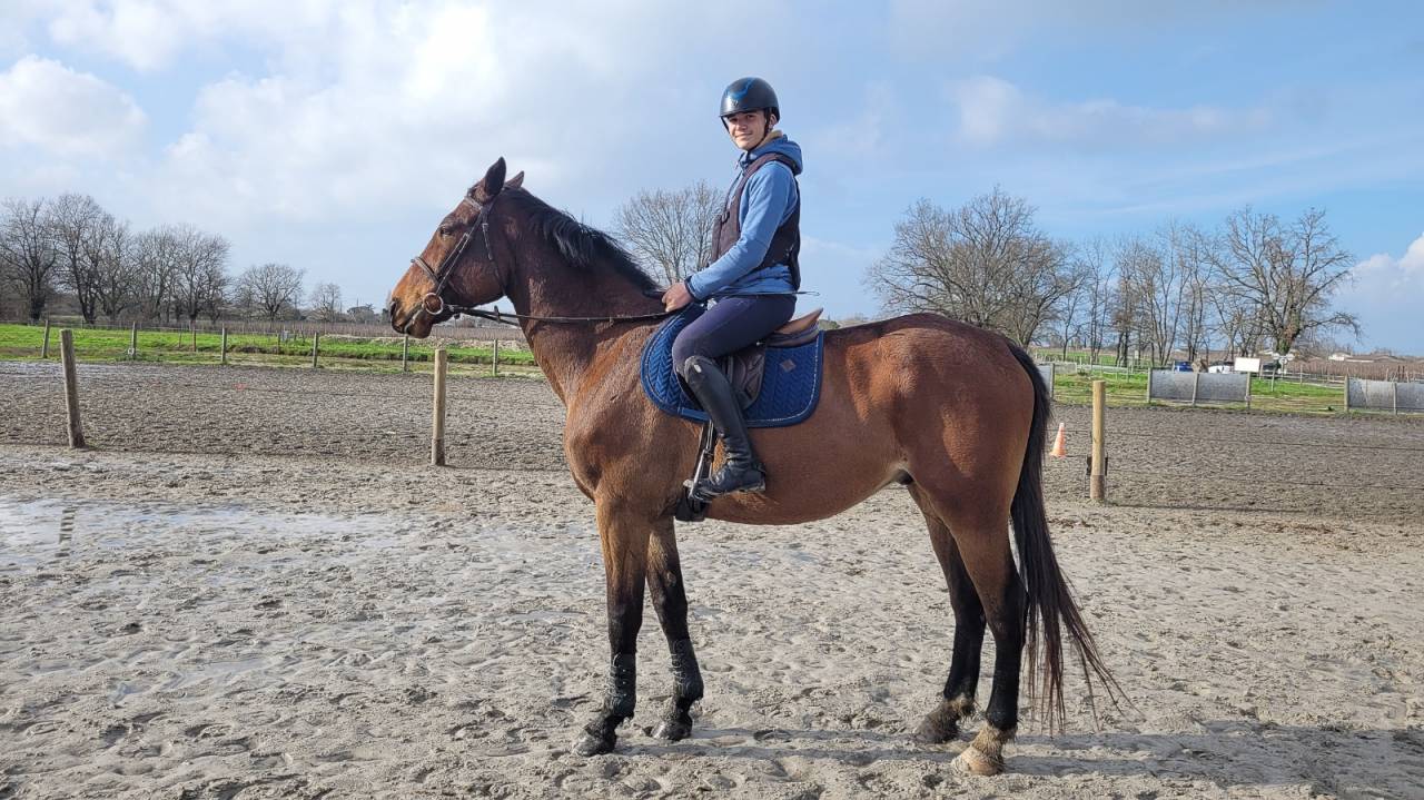 Cheval Hongre maitre d'&eacute;cole