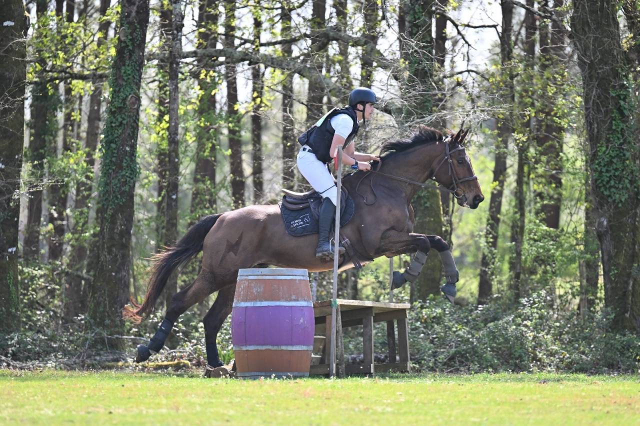 Cheval Hongre maitre d'&eacute;cole