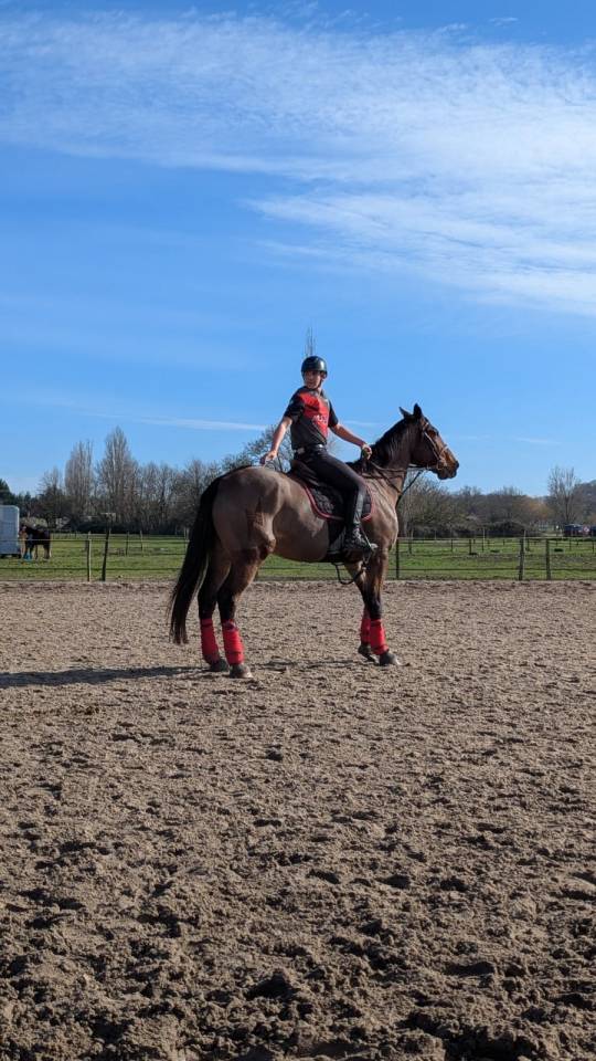 Cheval Hongre maitre d'&eacute;cole