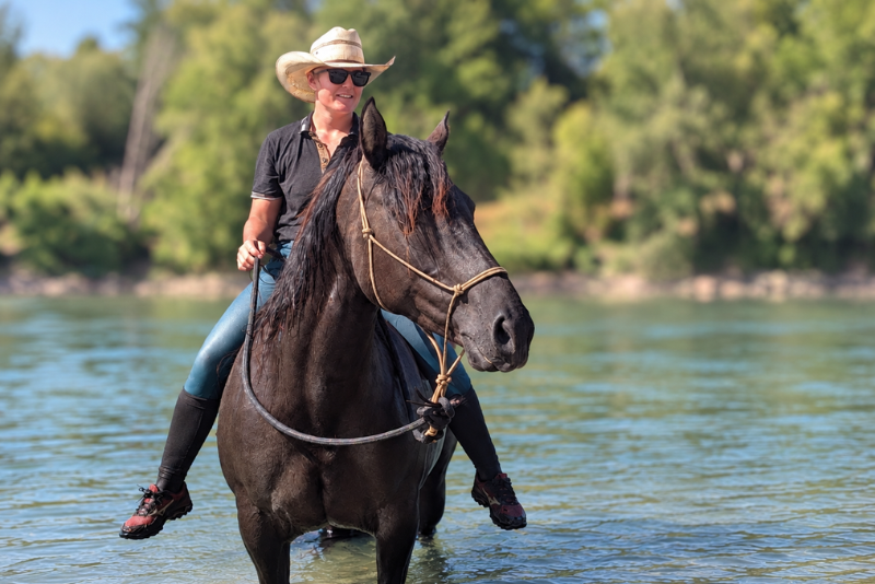 KALA - Quarter Horse Grullo