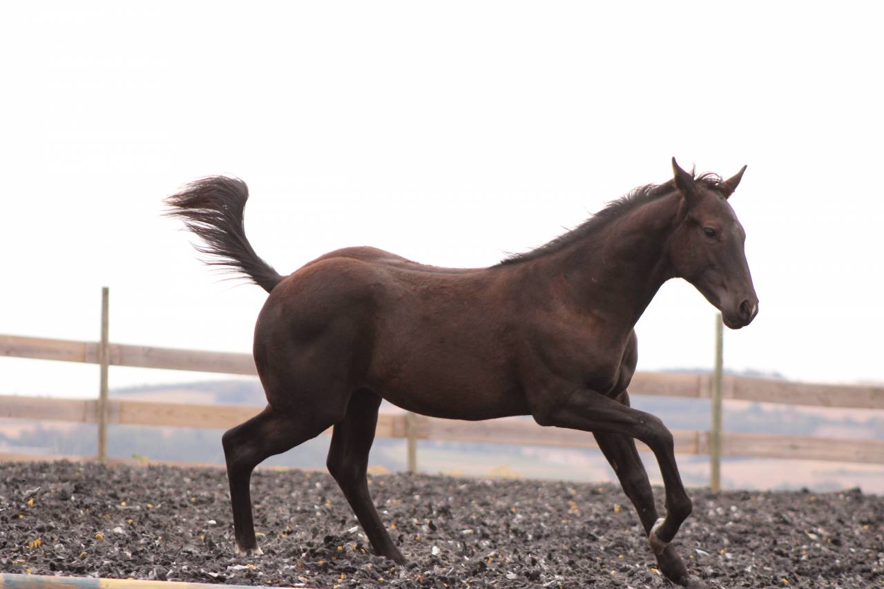 Poulain paint horse PP