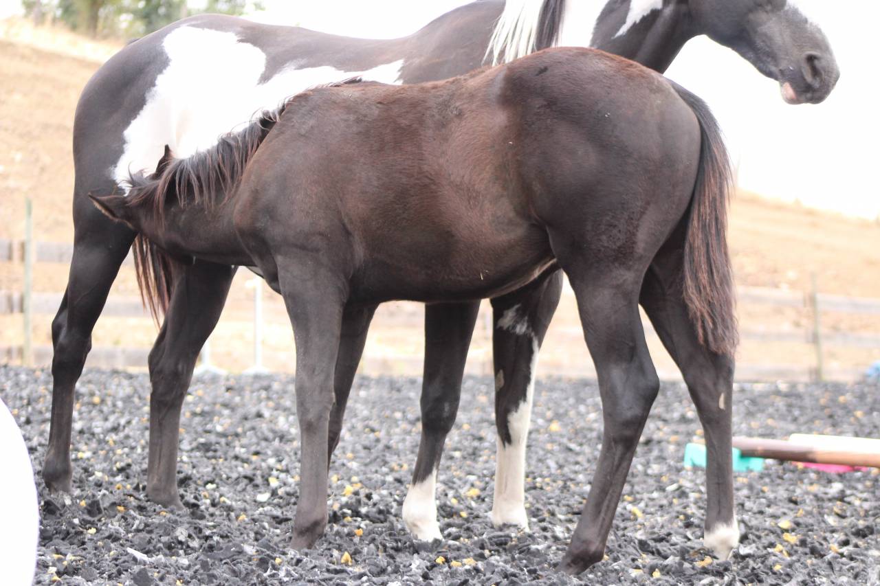 Poulain paint horse PP