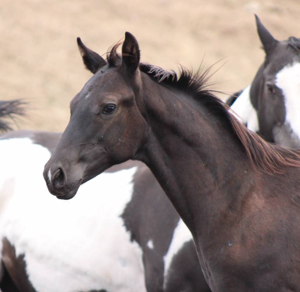 Poulain paint horse PP