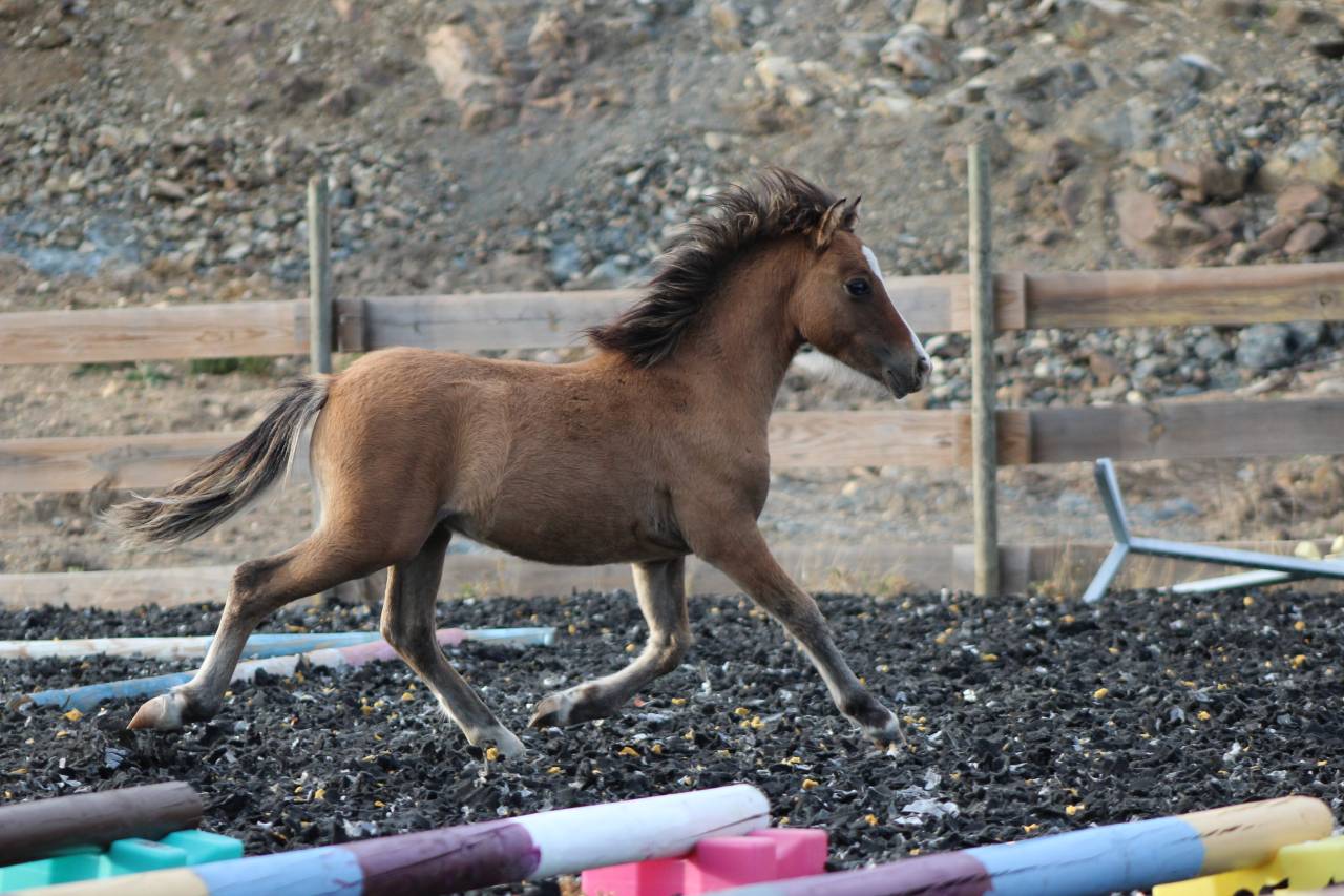 Poulain welsh part bred