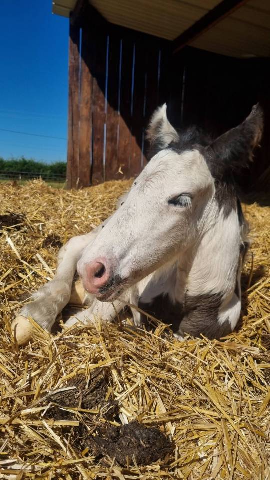 QUASAR DU MEL-2026-POULAIN MALE - IRISH COB