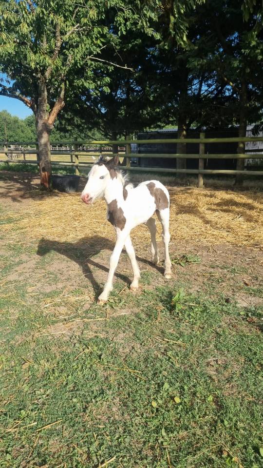 QUASAR DU MEL-2026-POULAIN MALE - IRISH COB