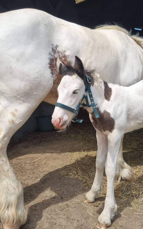 QUASAR DU MEL-2026-POULAIN MALE - IRISH COB