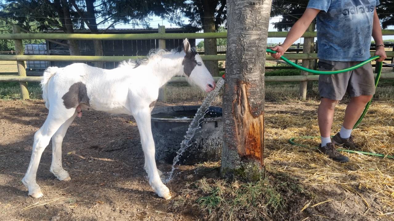 QUASAR DU MEL-2026-POULAIN MALE - IRISH COB