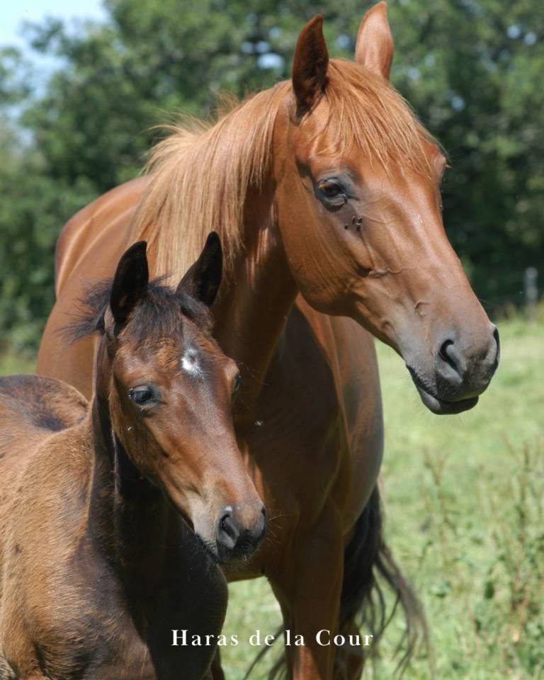 HARAS DE LA COUR | PENSION &Eacute;QUINE DEPUIS 1965