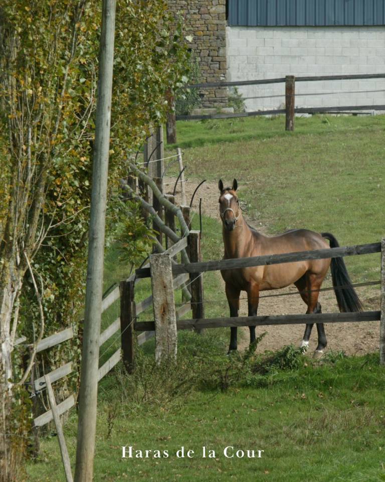 HARAS DE LA COUR | PENSION &Eacute;QUINE DEPUIS 1965