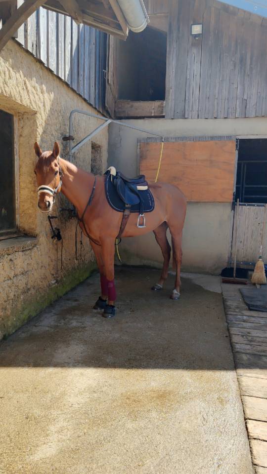 Cheval 9 ans pur sang 