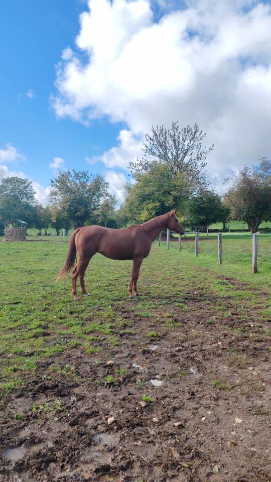 Cheval 9 ans pur sang 