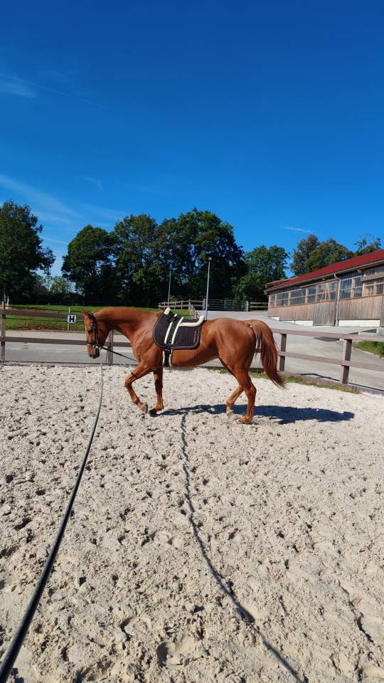 Cheval 9 ans pur sang 