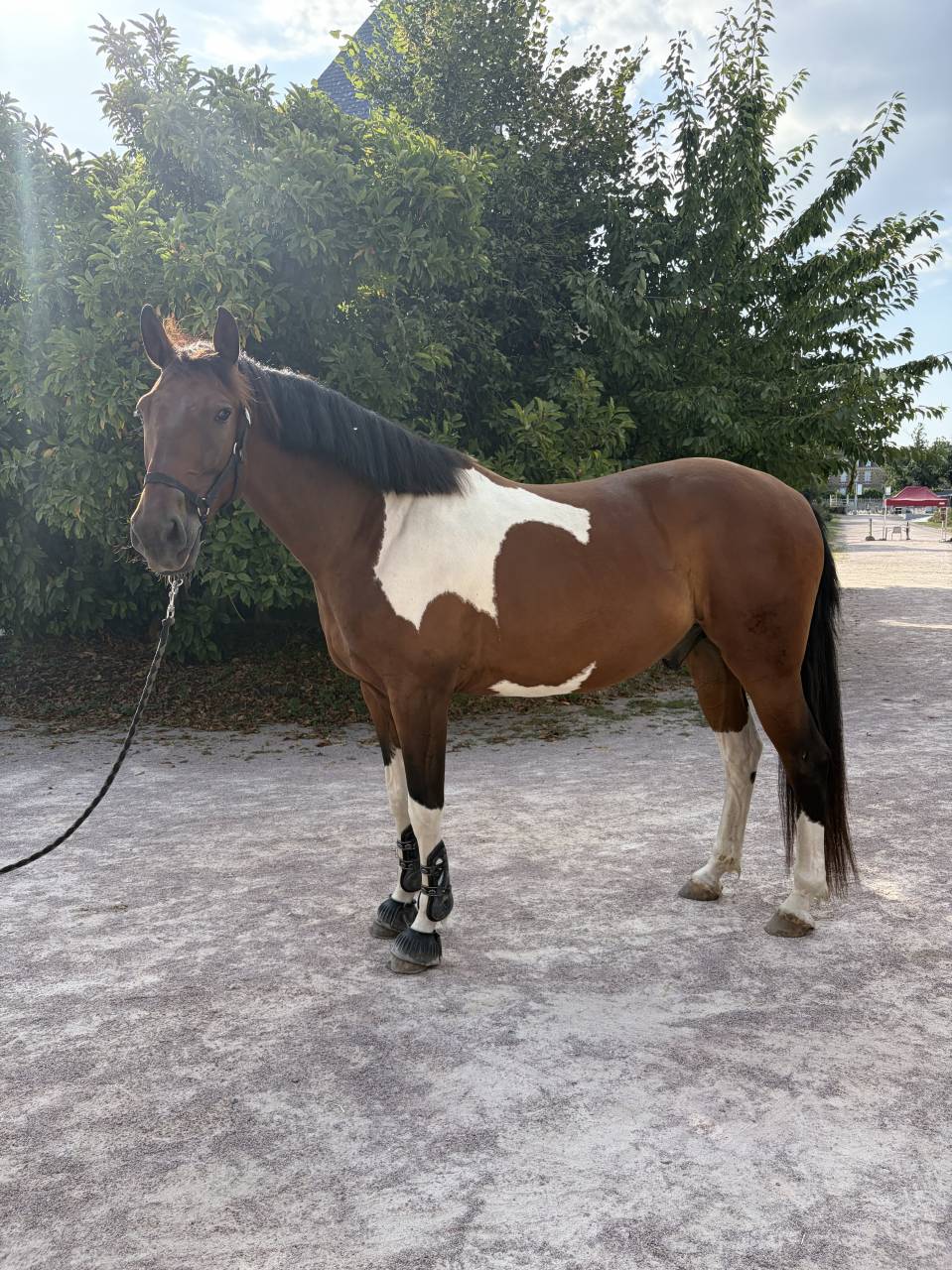 Paladin Loy &ndash; Hongre SBS pie bai &ndash; 5 ans &ndash; 1,63 m