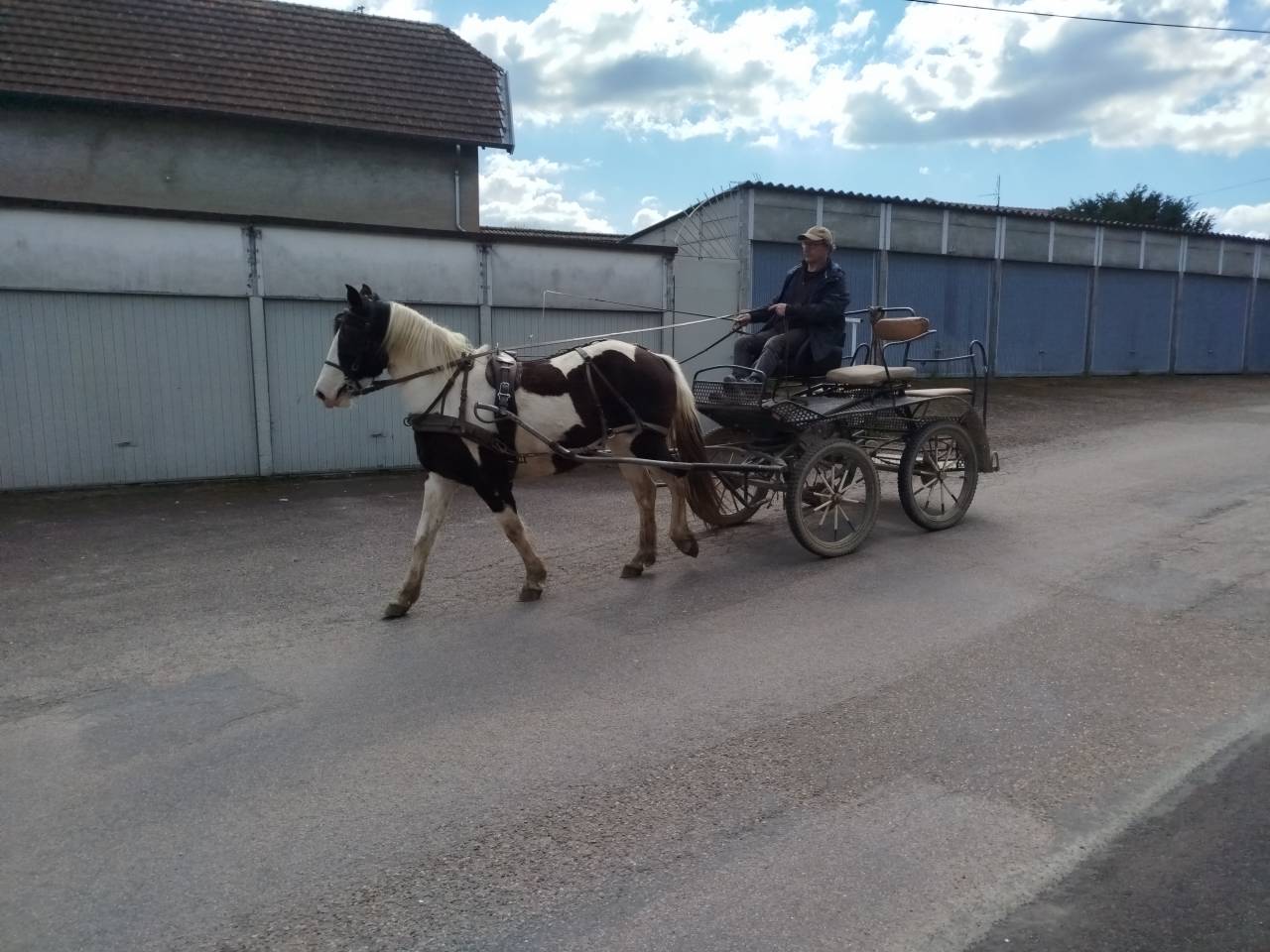 Stage d'attelage