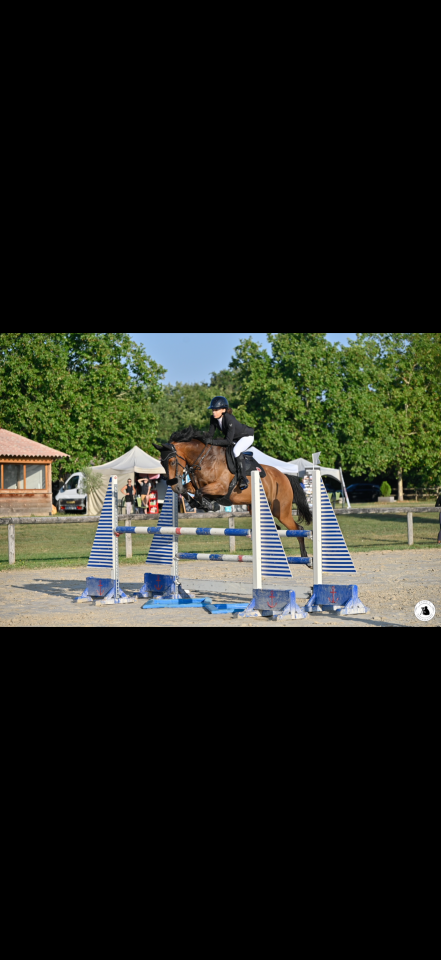 Jument de sport